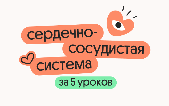 Онлайн курс Сердечно-сосудистая система за 5 уроков от Вебиум