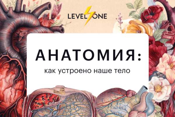 Онлайн курс Анатомия: как устроено наше тело от Level One