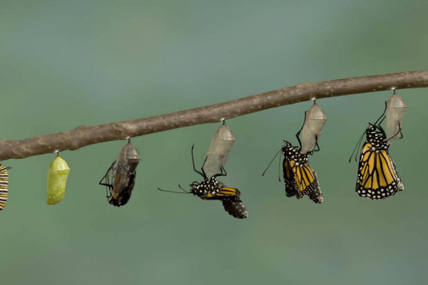 Онлайн курс Как мы умираем: биология смерти от Level One