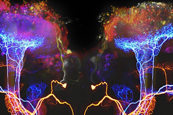 Онлайн курс Химия мозга: как молекулы управляют желаниями от Level One